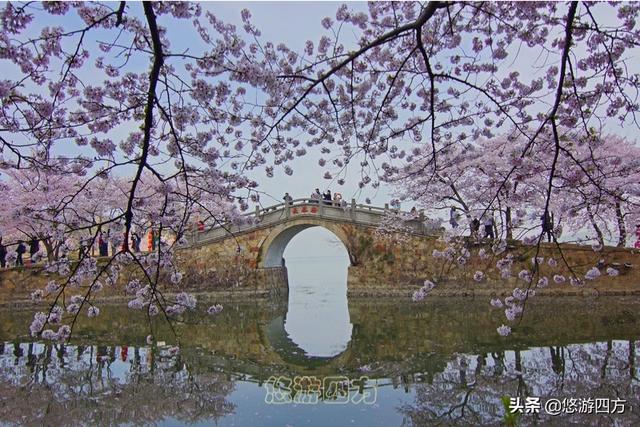 无锡樱花节:今年去无锡鼋头渚看樱花合适吗哪几天去看樱花开得最好