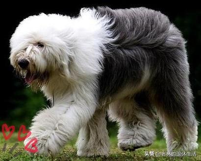 古牧犬的性格特点:古牧好养么？怎么才能养好古牧？ 古牧犬小狗图片