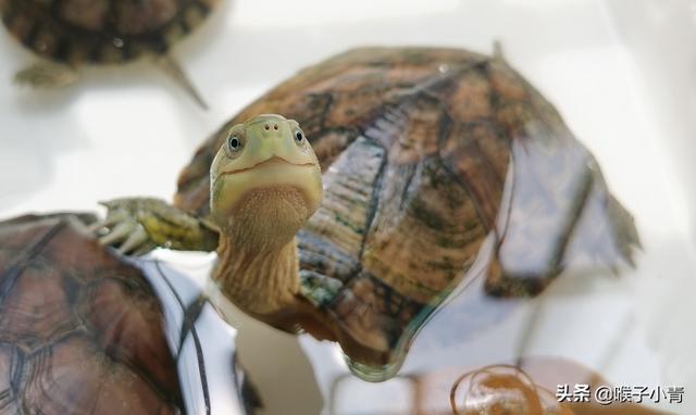 草龟和小青龟哪个好养,成活率更高？