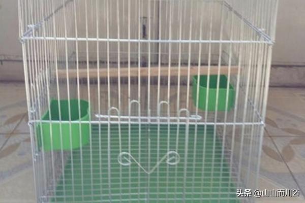 虎皮鹦鹉怎么养:虎皮鹦鹉怎么养粘人 你们有过哪些养虎皮鹦鹉的经验？