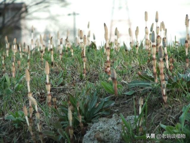 头条问答 农村常见的 缺德草 真的可以吸黄金吗 还有什么功效 老姚谈植物的回答 0赞