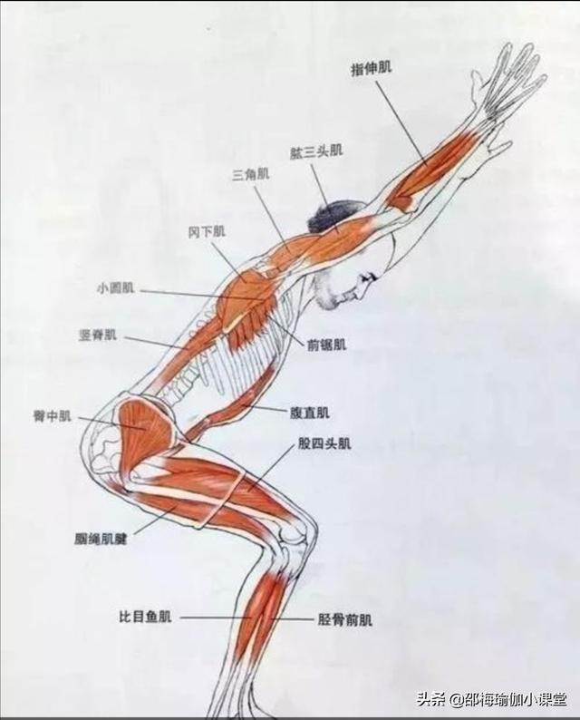 骨盆在哪个位置图片,产后收腹部重要还是收盆骨重要？