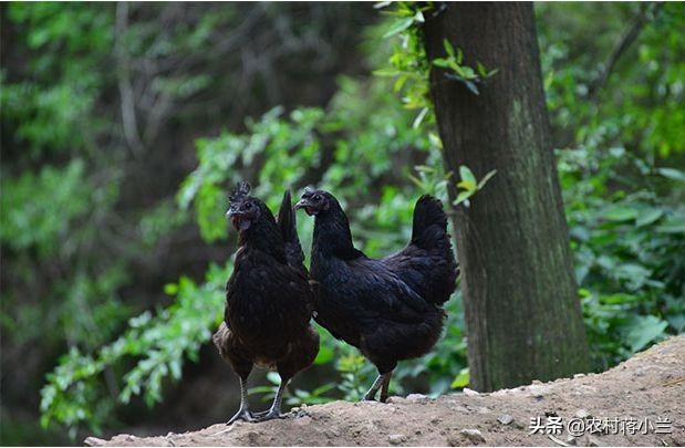 乌鸡为啥在食疗圈广受欢迎，想做土鸡养殖，哪个品种的鸡吃起来口感最好最好卖