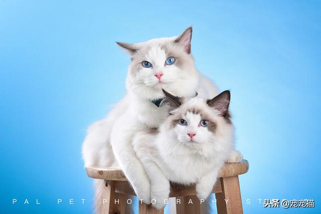 家猫品种哪种好看些:为什么有些布偶串的猫这么好看？