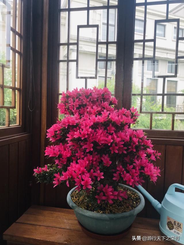 怎么做院子围墙又便宜又好看？插图31