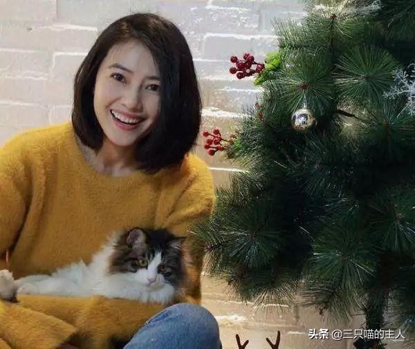 可爱猫咪萌宠图片:哪位女明星家的小猫咪最可爱？