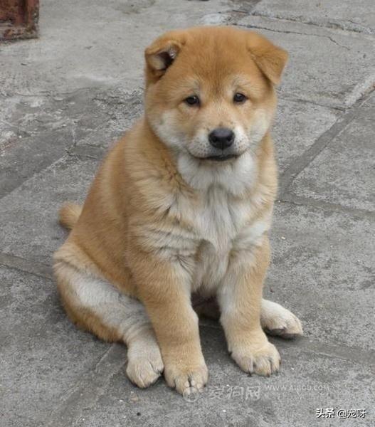世界名狗:世界上的三大名犬是哪种狗？为什么？ 世界名狗排名前20名