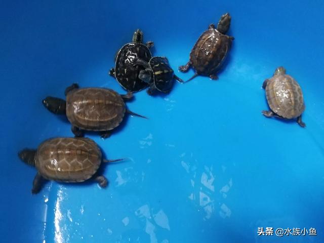 春天刚买的乌龟不吃食怎么办:新买的小乌龟不吃食，该怎么办？四只草龟、一只花龟？