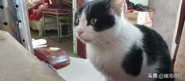我想问一下,这是什么品种的猫,谢谢？