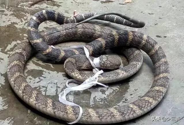 寻找眼镜王蛇:寻找眼镜王蛇纪录片 农村有些人说眼镜王蛇一次能排放200毫升毒液，真有这么多吗？