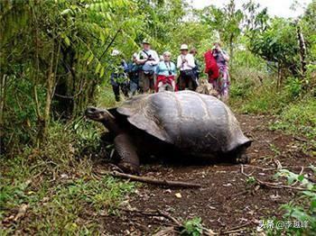 亚达伯拉象龟能长多大:千年神龟真的存在吗？世界上最大的乌龟有多大？