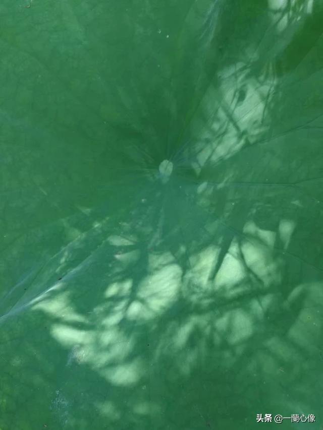 拿出手机，发现美好的事物，你会拍照留念吗