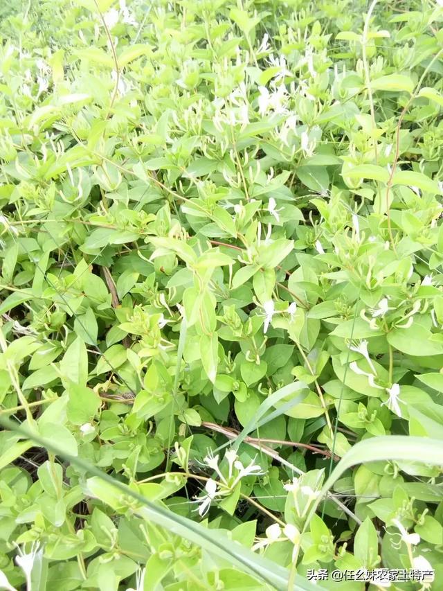 种植金银花挣钱吗？