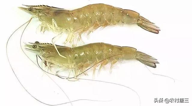 南美白对虾日本对虾佝偻病怎么预防