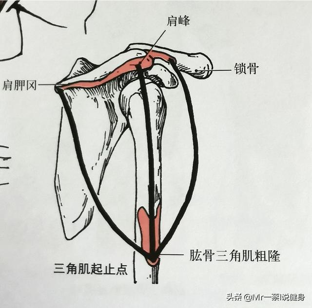 腋斑普提鱼之隆头鱼科:腋斑普提鱼分布区域 肩膀后面的部分好难练，怎么练都练不大，怎么办？