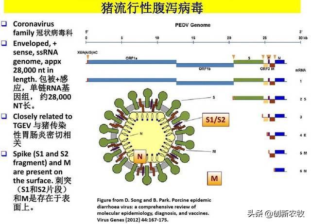猪拉稀的原因文章:猪拉稀，同时猪粪是铁绣色，有可能是什么原因导致的？该怎么办？
