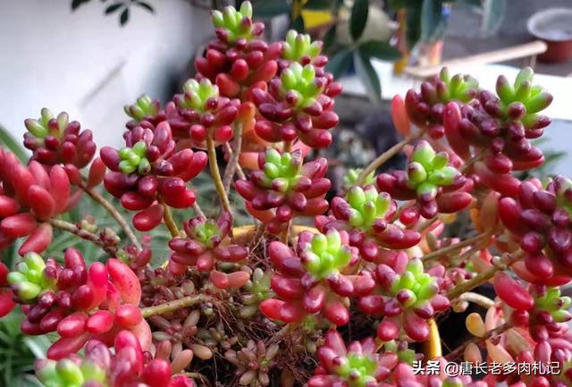 虹之玉冬季养殖:虹之玉冬季养殖方法 为什么多肉虹之玉的颜色很深？