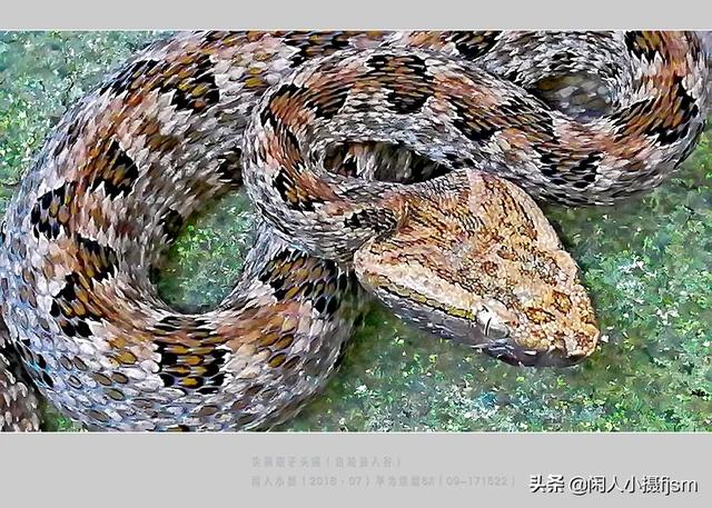 水蛇图片:你手机拍的蛇类的照片能否分享一下？