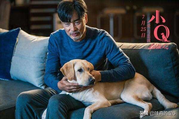 导导肓犬小q电影:导盲犬小q电影完整版 电影《小q》里导盲犬腿瘸是怎么拍的？