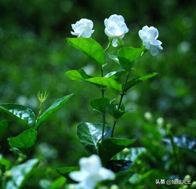 室内养非洲茉莉开花吗:盆栽的茉莉花养室内怎么才容易开花？