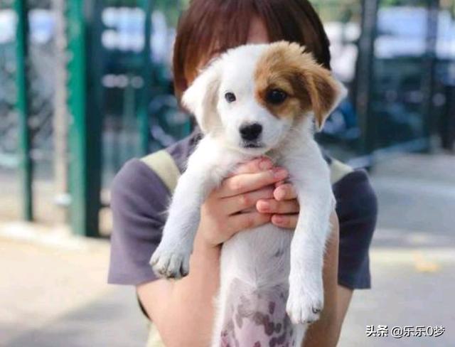 成都天宠网领养:怎样才能领养到四川遇难的孤r？