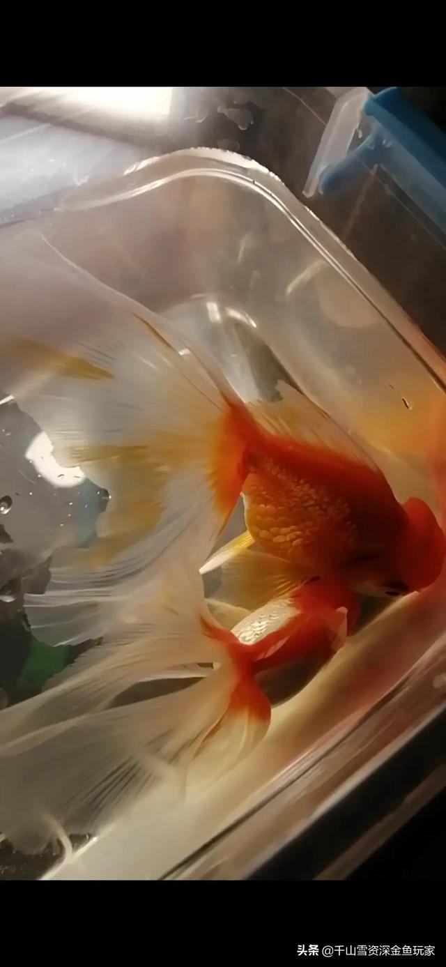 头条问答 我每天都在喂 为什么买回来的金鱼还是长不大 13个回答