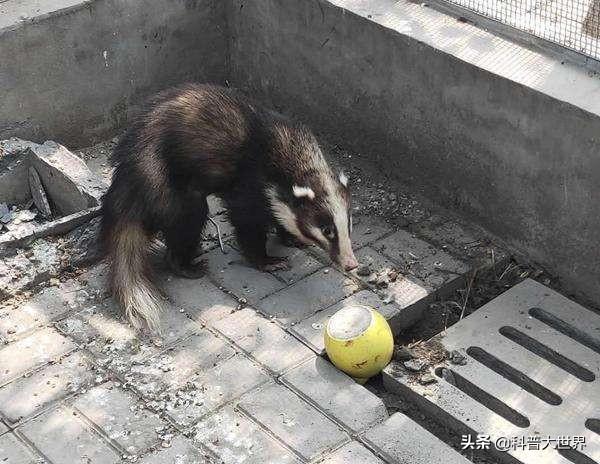 蜜罐和比特犬打架视频:獾这种动物听说战斗力很强，我国有这种动物吗？