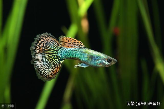 鱼缸水族箱养鱼知识:养鱼怎样让缸内变得干净？