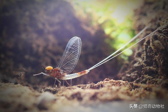 企鹅一夫一妻制的动物:有哪些动物是‘一夫一妻’制的，有什么利弊？