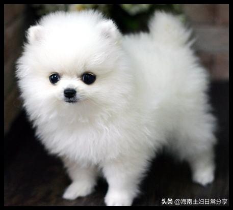 中小型狗品种大全:想养一只体型小的狗狗，有推荐吗？ 中小型狗狗品种大全