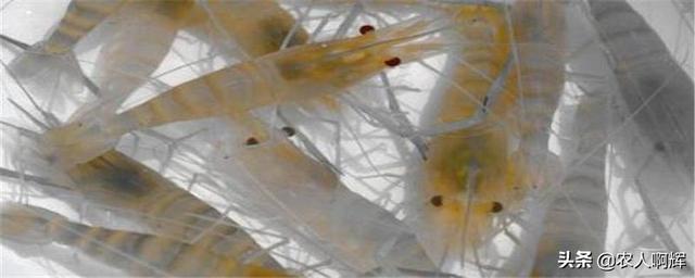 淡水虾养殖的创业故事:想在家做养虾，没有海水能养吗？