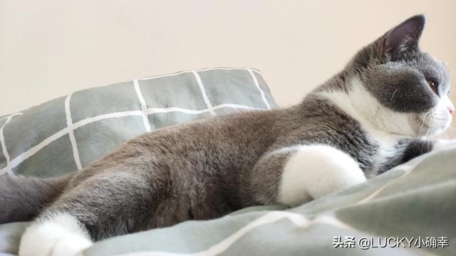 家养的猫变成了野猫,很少回家,回家后锁起来就一直叫,我该怎么再次驯服？