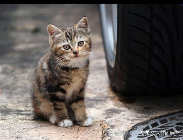 猫传腹:猫传腹已不再是不治之症，放弃还是坚持？