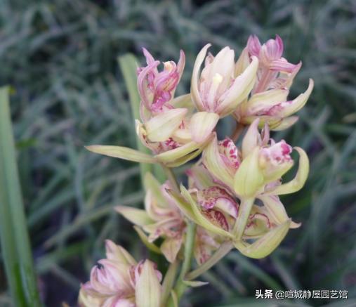建兰吧:建兰11月份叶芽从土里钻出，至今长的很慢，是怎么回事？
