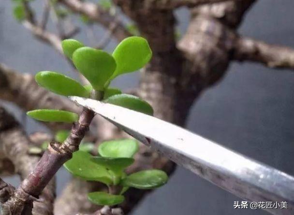 魔南景天夏季落叶怎么办:盆栽的玉树，夏季休眠吗？夏季应该怎么养？