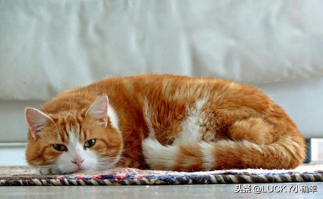 自制猫粮烤干:封城期间，如果猫粮、鱼粮用完了，你们都咋办的？