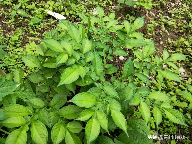 软腐病191:柑橘酸腐病严重影响贮藏品质，该如何防治？