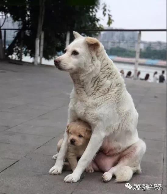 见过动物报复人的现象吗？
