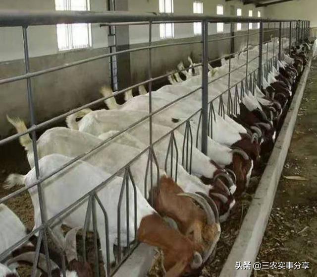 羊妊娠毒血症有什么症状:羊下的羔子是死胎，怎么回事？