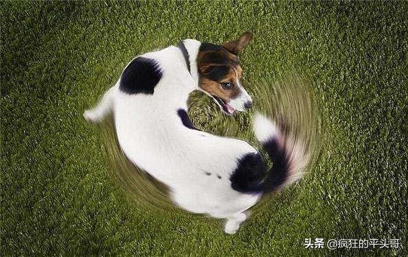 为什么狗狗大便前要转圈:小狗原地打转意味它要做什么？