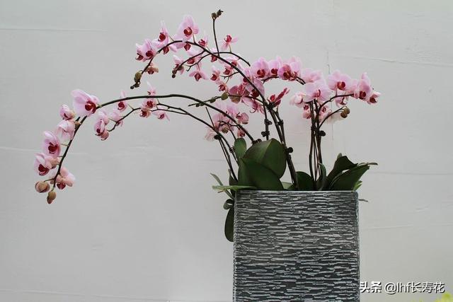 小型观花植物:有哪些适合秋冬观花的室内植物？
