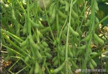 苏拉威西黑地老虎百科:大豆品种中的克山1号和蒙豆36哪个高产？怎么样？