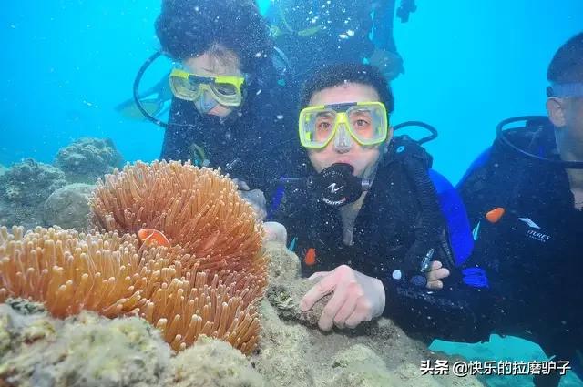 南极大冒险观后感简短:去南极旅游大冒险！我想像企鹅一样去潜水，需要注意什么？