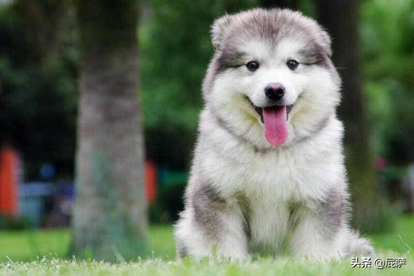 阿拉斯加狗:阿拉斯加犬不吃饭阿拉斯加狗狗不吃东西？