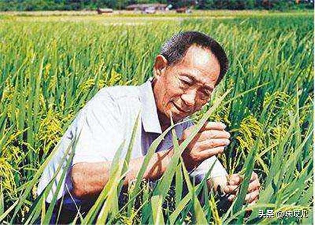 藏獒之父狮王:藏獒老狮王 老虎和狮子，谁打架更厉害？为何？