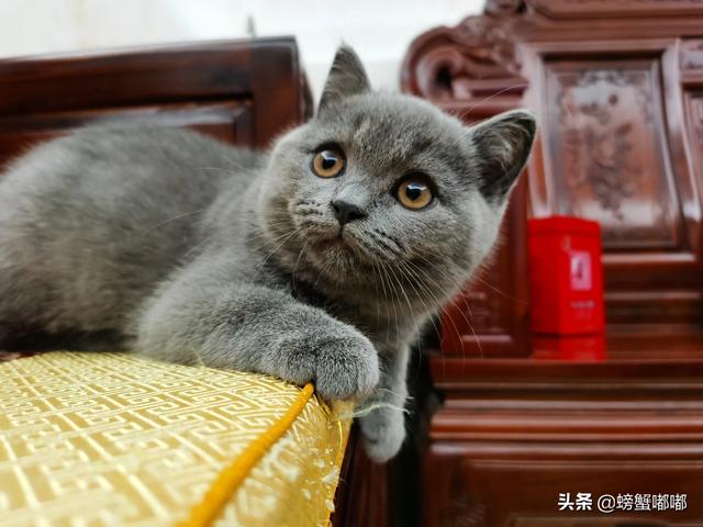 布偶猫图片:买了布偶猫几天就不想养了，怎么办？ 布偶猫图片高清