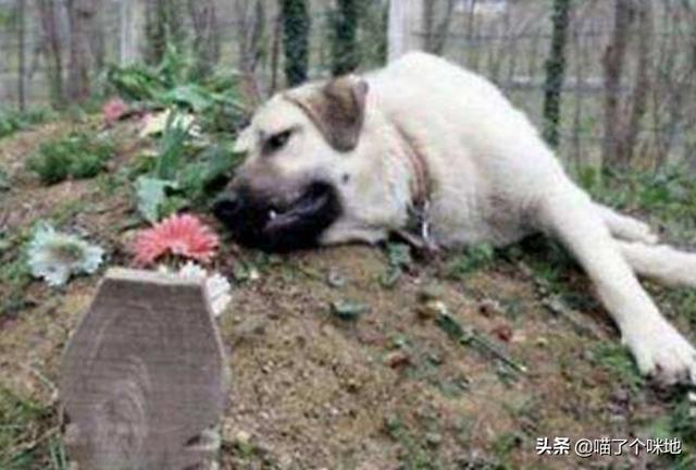 救助犬最后的遗言:为什么有些宠物收容所的宠物不被认领就要被安乐死？