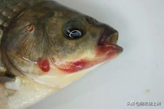 黄曼龙鱼身上长红斑:黄曼龙鱼身上有红色的痕迹 全部趴在鱼缸底不愿动，身上有红斑点，鱼得了什么病？