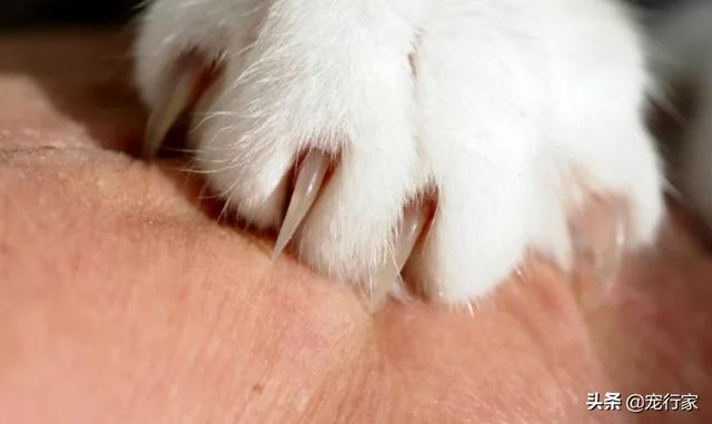猫咪指甲开裂怎么办，有人说给猫剪指甲是在剪它的肉，其实猫特别疼，是真的吗