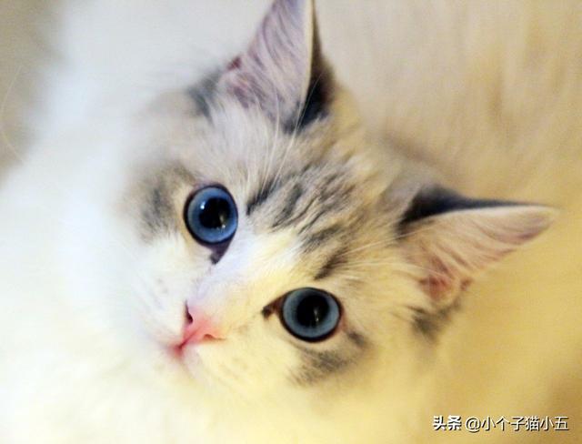 波斯猫儿 绝版视频:世界上最好看的猫是什么猫？